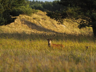 Rothirsche, Cervus elaphus, am Dar&szlig;er Ort, Nationalpark Vorpommersche Boddenlandschaft, Mecklenburg Vorpommern, Deutschland