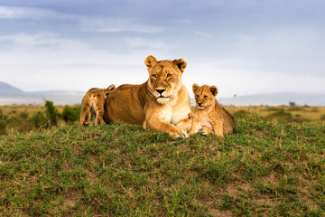 Löwe - Löwin mit zwei Babys in schöner Savanne Landschaft
