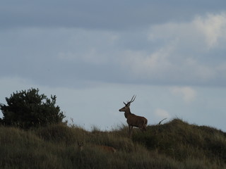 Rothirsche, Cervus elaphus, am Darßer Ort, Nationalpark Vorpommersche Boddenlandschaft, Mecklenburg Vorpommern, Deutschland