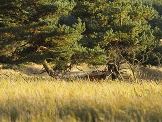 Rothirsche, Cervus elaphus, am Darßer Ort, Nationalpark Vorpommersche Boddenlandschaft, Mecklenburg Vorpommern, Deutschland