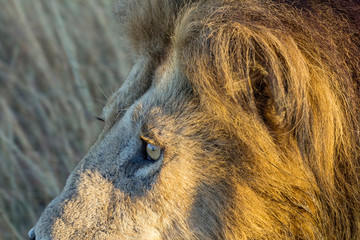 Löwe- Der Gesichtsausdruck des Löwen König . Volle Konzentration vor der Jagd