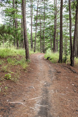 woodland path