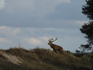 Rothirsche, Cervus elaphus, am Darßer Ort, Nationalpark Vorpommersche Boddenlandschaft, Mecklenburg Vorpommern, Deutschland