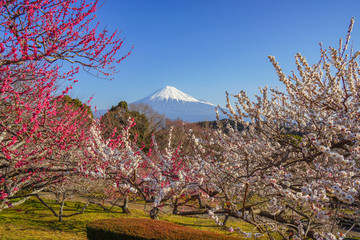 富士山　梅　日本
