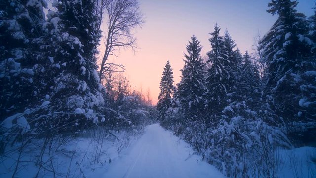 POV shot slowly forward moving on path in winter forest surrounded by tall fir spruce at sunset. Amazing nature landscape fluffy snow covered branches of high thick trees in beautiful countryside park