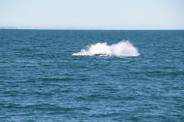 Fototapeta na wymiar Baleine franche australe