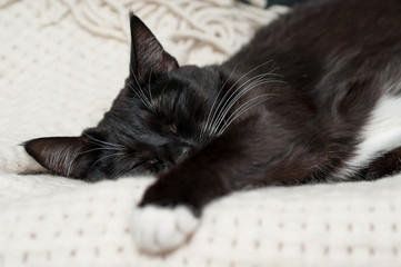 Black cat with white mustache