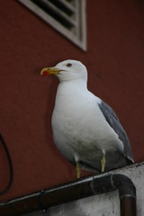 Seagull in beach of Barcelona. Spain