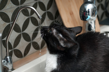 Fototapeta na wymiar Black cat drinking tap water