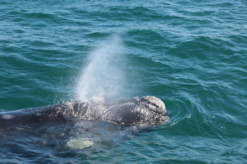 Obraz premium Baleine franche australe