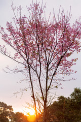 blossoming pink cherry tree at morning sunrise