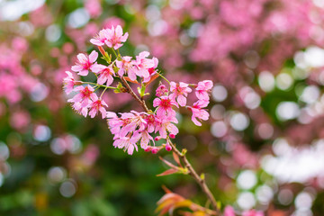 Cherry Blossoms in winter