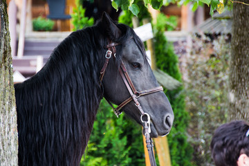 Horse © Dawid