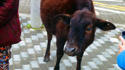 Po Lin Monastery, hong kong, china