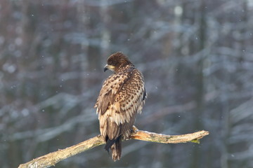 White Tailed Eagle (Haliaeetus Albicilla) in winter. Sea Eagle.
