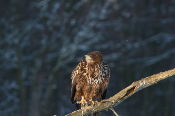 White Tailed Eagle (Haliaeetus Albicilla) in winter. Sea Eagle.