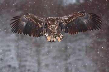 White Tailed Eagle (Haliaeetus Albicilla) in winter. Sea Eagle.