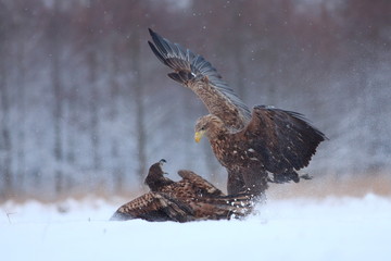 Fighting Two White Tailed Eagles (Haliaeetus Albicilla). Sea Eagle in Winter.