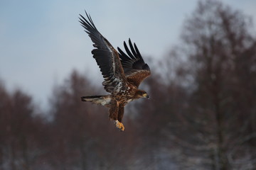 Fototapeta premium White Tailed Eagle (Haliaeetus Albicilla) in winter. Sea Eagle.