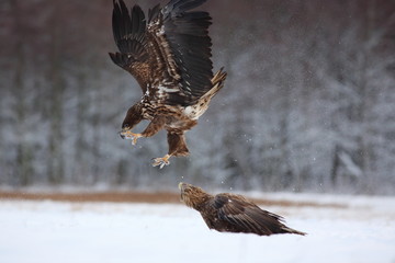 Fighting Two White Tailed Eagles (Haliaeetus Albicilla). Sea Eagle in Winter.