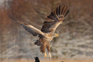 White Tailed Eagle (Haliaeetus Albicilla) in winter. Sea Eagle.