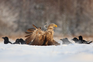 White Tailed Eagle (Haliaeetus Albicilla) in winter. Sea Eagle.