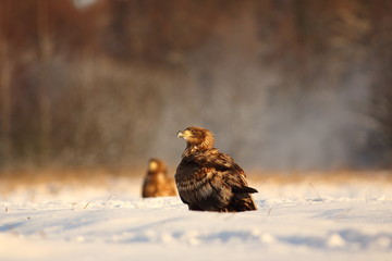 White Tailed Eagle (Haliaeetus Albicilla) in winter. Sea Eagle.