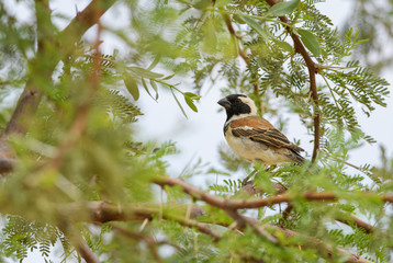 Sociable Weaver - Philetairus socius, common beautiful weawer from African savannas and bushes, Sossusvlei, Namibia.