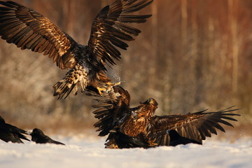 Fighting Two White Tailed Eagles (Haliaeetus Albicilla). Sea Eagle in Winter.