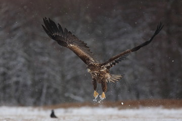 White Tailed Eagle (Haliaeetus Albicilla) in winter. Sea Eagle.