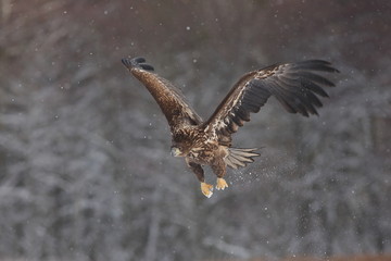 White Tailed Eagle (Haliaeetus Albicilla) in winter. Sea Eagle.