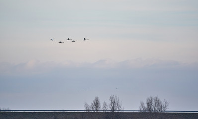 Wild goose flying