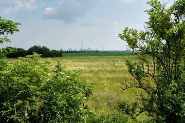 Natur am Großkaynaer See oder Südfeldsee  bei Großkayna - einem ehemaligen Tagebau - in der...