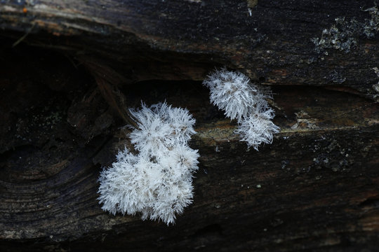 Cactus fungus, Tilachlidium brachiatum, known also as  Clavaria brachiata
