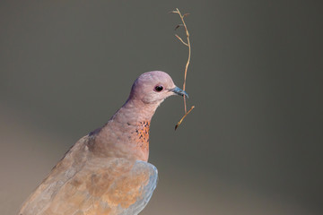A mourning dove perched on a log with the stick to use for building nest.