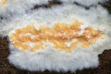 Beautiful orange crust fungus, Leucogyrophana mollusca