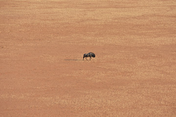 Eine Herde Streifengnus (Connochaetes taurinus) zieht über die Ebene an der Elim-Düne im Namib-Naukluftpark in Namibia. 