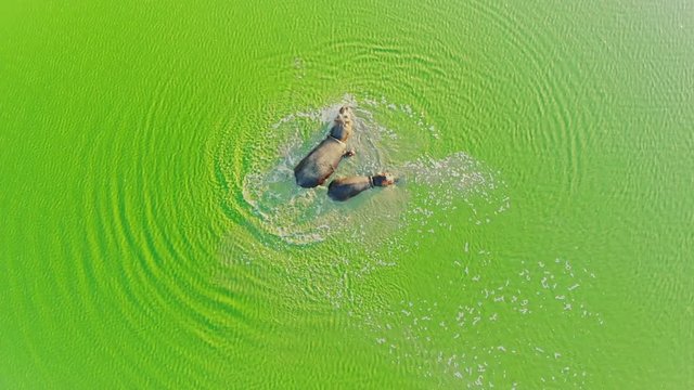 Aerial view of group of Hippos in the lake. Flying above Hippopotamus in river in African wilderness.