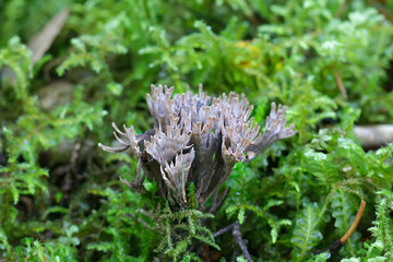 Thelephora palmata, known as the stinking earthfan or the fetid false coral