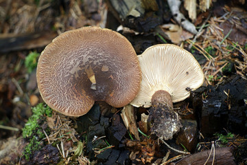 Tapinella atrotomentosa, commonly known as the velvet roll-rim or velvet-footed pax
