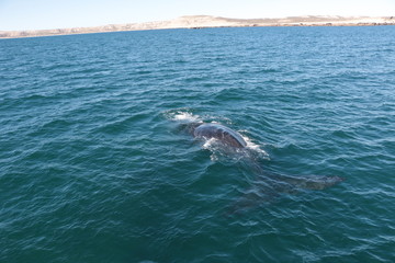 Naklejka premium Baleine franche australe