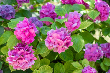 colorful hydrangea blooms