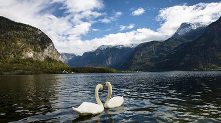 Swans in Hallstatt lake.