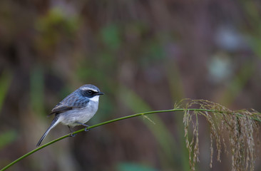 Grey bushchat male on brabch in nature