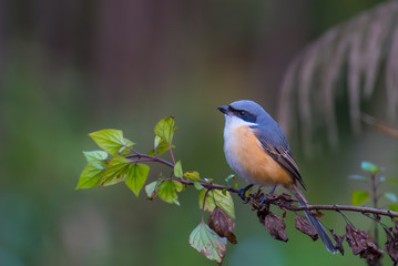 Grey-backed Shrike on branch in nature
