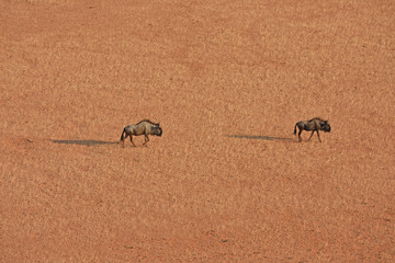 Eine Herde Streifengnus (Connochaetes taurinus) zieht über die Ebene an der Elim-Düne im Namib-Naukluftpark in Namibia. 