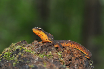 Red spotted newt posing