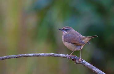 Siberian Rubythroat female on branch in nature.