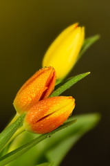 Yellow and Orange Tulips on graduated plain green background