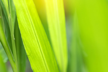 Closeup of nature leaves green blur. In the spring Under the morning light. Use as background and wallpapers.